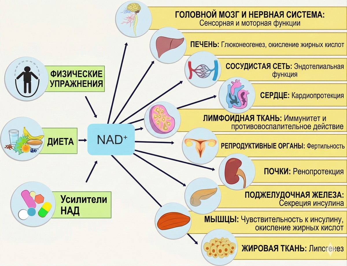 Влияние на организм NAD+ Balkan Pharmaceuticals